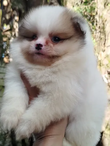 Spitz alemão anãozinho