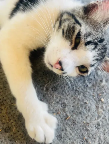 Doação de gato lindo e manso