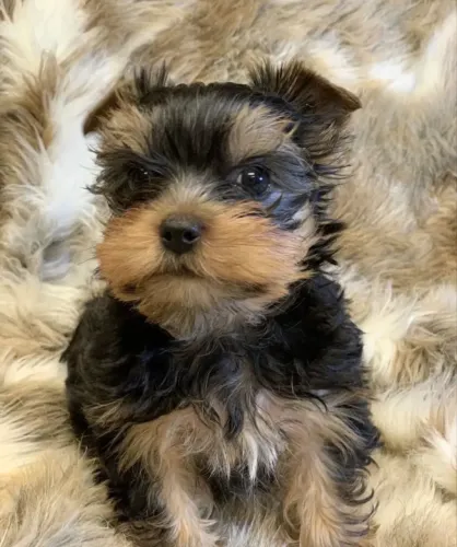 Yorkshire Terrier - Escolha Seu Filhote