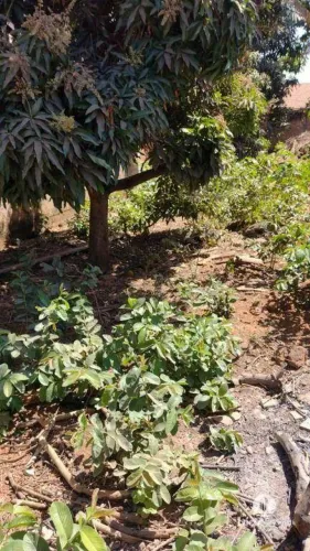 Terreno à venda, 300 m² por R$ 200.000,00 - Vila Nossa Senhora D Abadia - Anápolis/GO