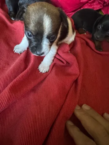 Filhote de pinscher 