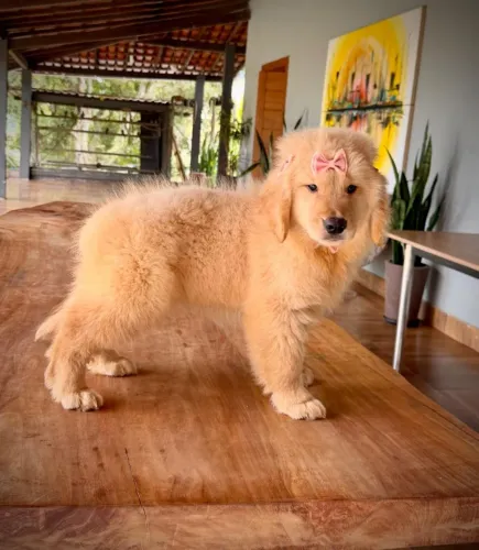 Golden Retrivier espetacular