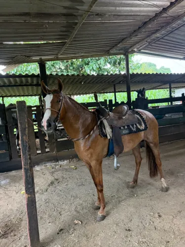 Vendo égua mangalarga marchador 