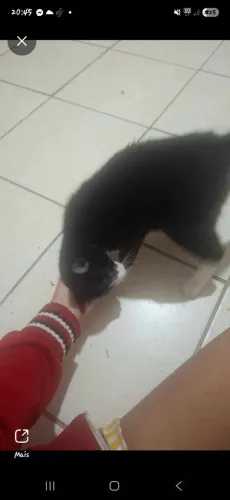 Adoção de gato.