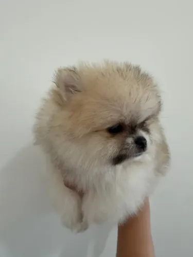 Lulu da pomerania anãos disponíveis