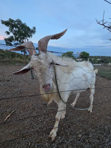 Cabras e bode reprodutor Saanen