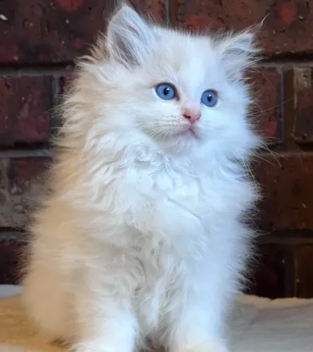 Filhotes de Ragdoll - microchipados- vacinados - vermífugados 