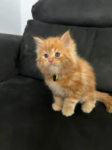 Filhotes de maine coon 
