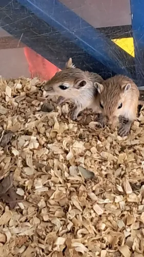 Gerbil - Esquilo da Mongólia