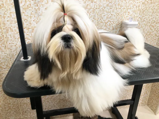 Shih tzu Macho 