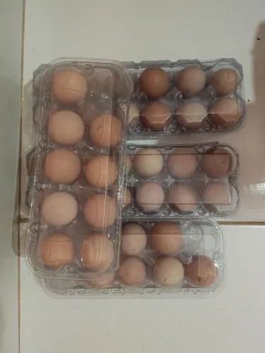 Ovos galados raça Brahma 