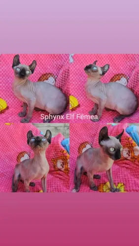 Sphynx e Elf Filhotes - Gatil BSB Cat