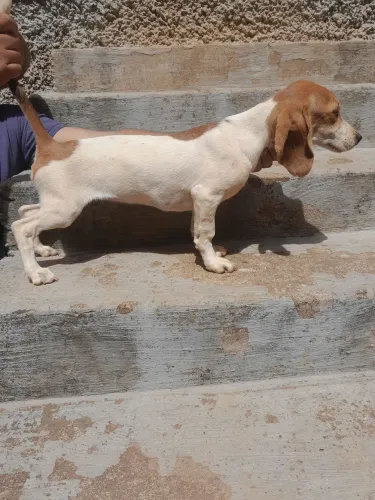 Cães