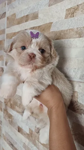 Fêmea Shihtzu Alto Padrões