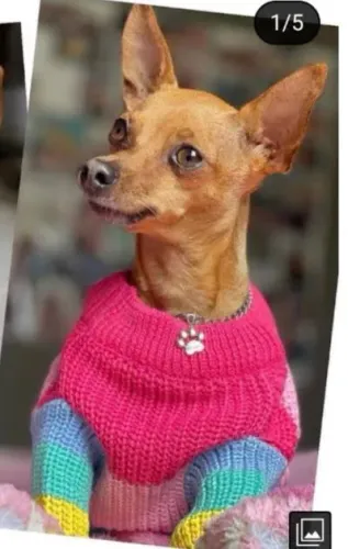Pinscher número 2