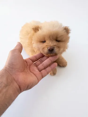 Filhotes chow chow