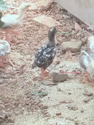 Franguinho pequenininho para vender