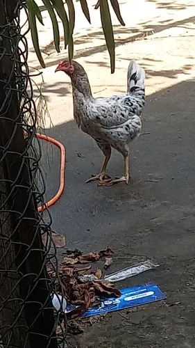 Um galo caipira grande novo e uma galinha caipira nova começando a botar