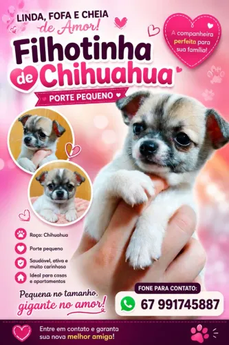 Chihuahua filhote 