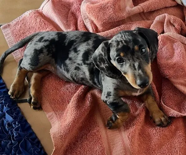 Dachshund arlequim