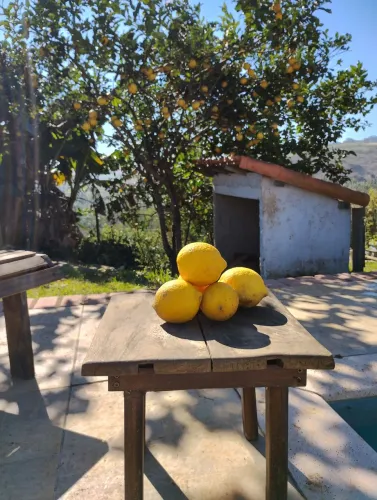 Limão siciliano orgânico