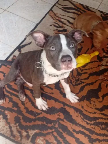 Pitmonster macho 4 meses