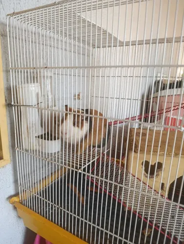 Gaiola grande para coelho, chinchila ou porquinho da Índia