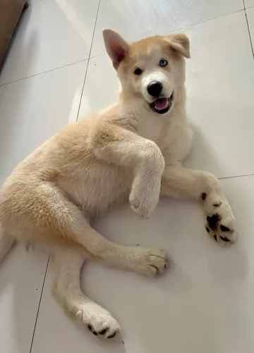 Husky siberiano