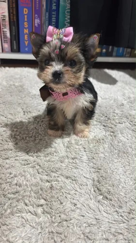 Mini yorkshire 