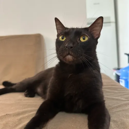 Doação gato macho