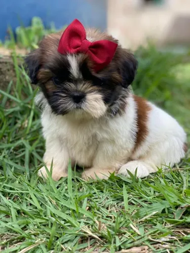 VENDE-SE FILHOTES DE LULU DA POMERÂNIA  