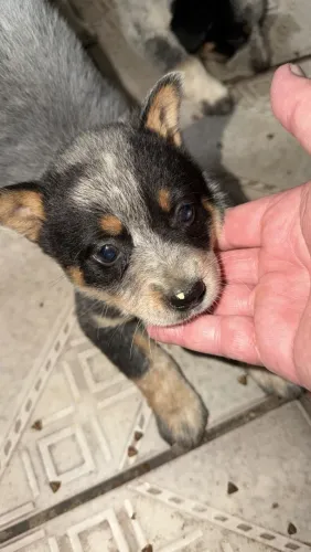 Australian Cattle Dog