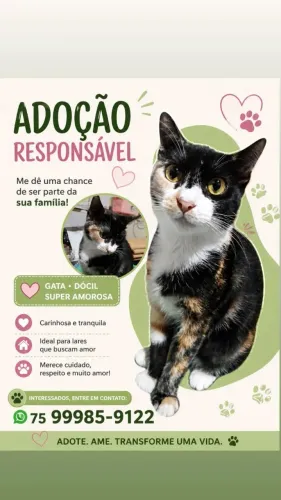 GATINHA ADOÇÃO RESPONSÁVEL