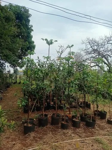 Mudas frutíferas produzindo e árvores nativa e ornamental na chácara das plantas.