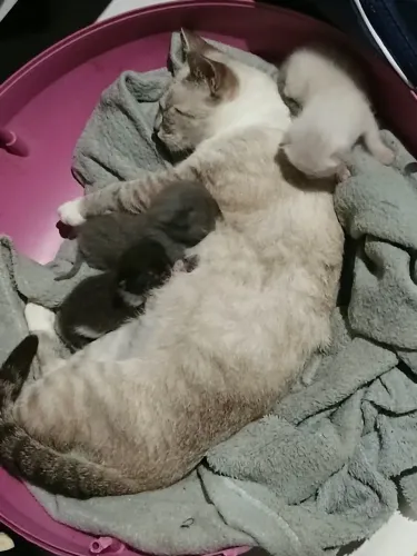Doação de gata + 3 gatinho - muito lindos
