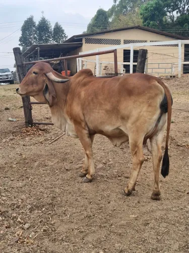 Novilha Gir Leiteiro pertinho de parir PO