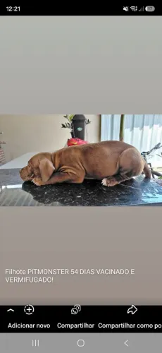 FILHOTE PITMONSTER