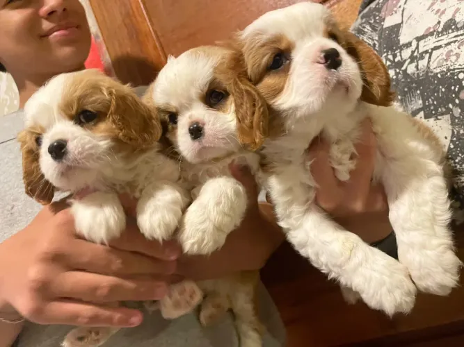 Cavalier fêmea e machinho entrego 