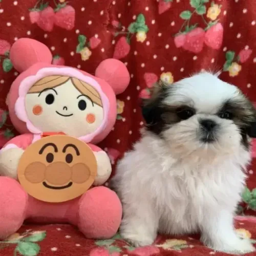 Filhotes Macho e Fêmea Pequeno Porte Shih tzu/shitzu SP