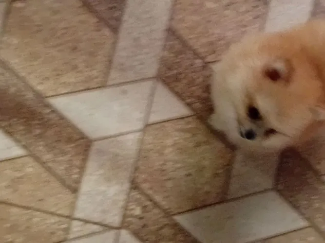 Lulu dá Pomerânia