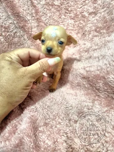 Pinscher zerinhos com garantia de saúde