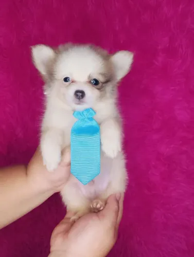 Lulu da Pomerânia MACHO