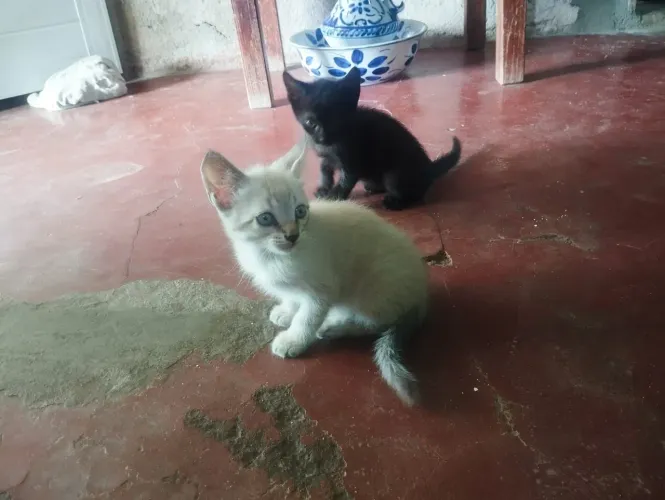 Doação filhotes de gato