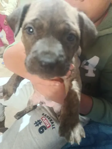 Filhote de Pit Bull puro 