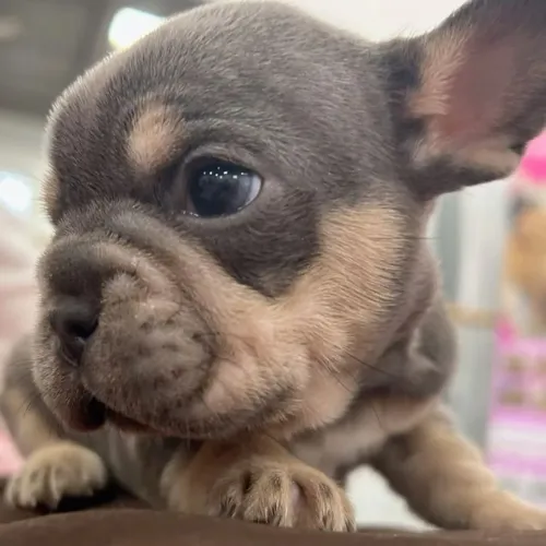 Bulldog francês fofinho 