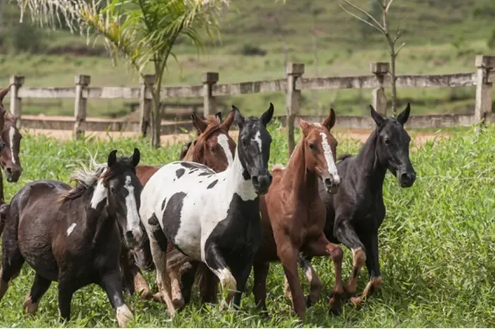 Cavalos Mangalarga Marchador registrados ?