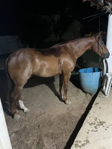 Cavalo de vaquejada