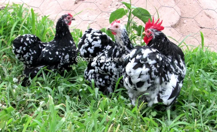 Galinhas de Raça ( Ovos Galados)