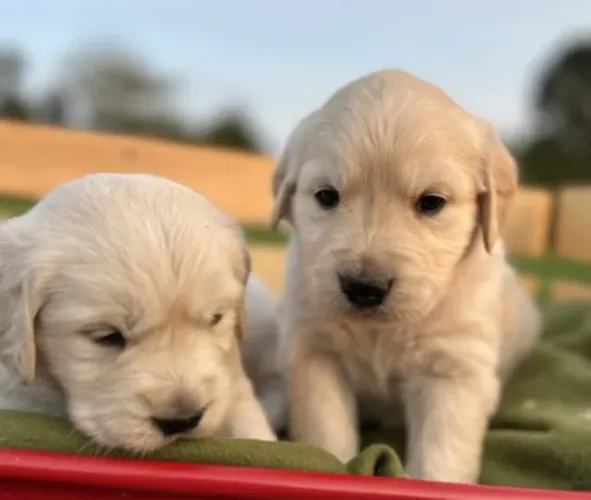 Golden Retriever Filhotes Fabulosos.