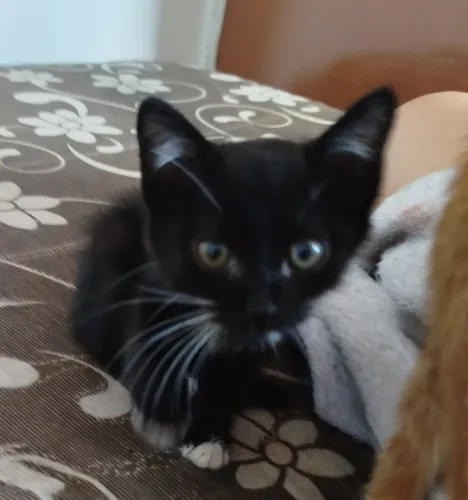 Gato pra adoção